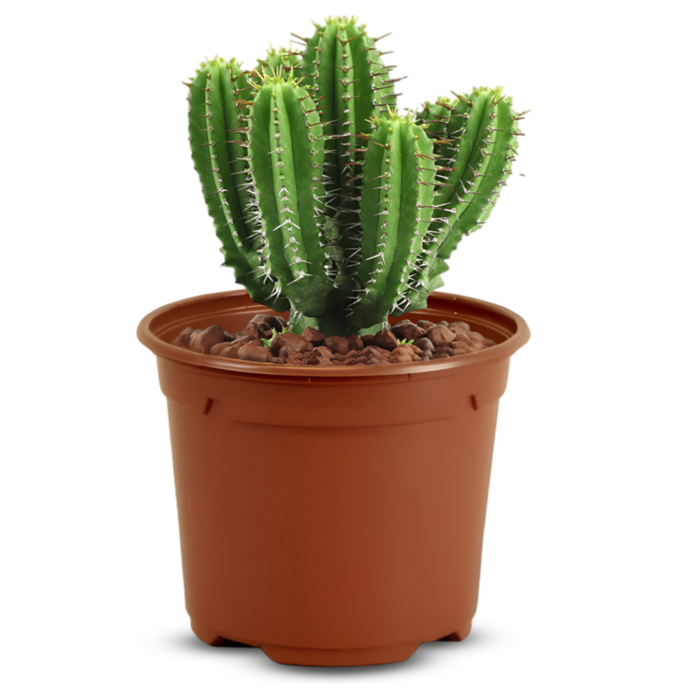 Mini Round Plant Pot - pack of 16 