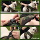 Tail up Dog Belt M