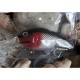 Crivit Wobbler Fishing Fish With Rattle 14.5g & 11cm Length, 4 pieces 